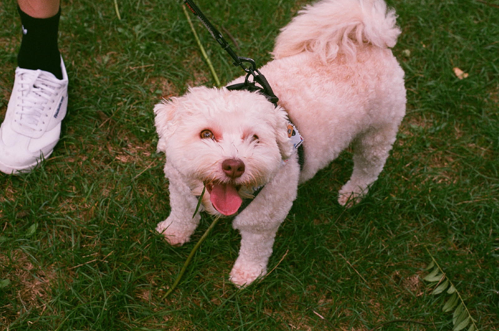 My dog